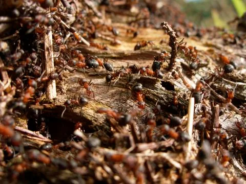 Ants mount Stock Photos