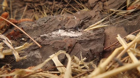 Ants move to another hiding place and in the process transfer their larvae. Stock Footage 283536253