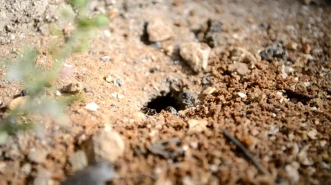 Ants move around their anthill, obtain food and dragged her inside Stock Footage 51054241