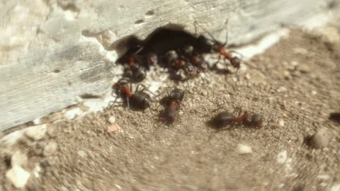 Ants move fast Stockbeeldmateriaal 90222537