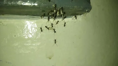 Ants move larvae from their nest inside a eletric outlet to a new one Stock Footage 149004094