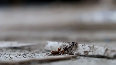 Ants Move Spoils (1 of 3) Stock Footage 85280965