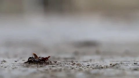 Ants Move Spoils (3 of 3) Stock Footage 85280932