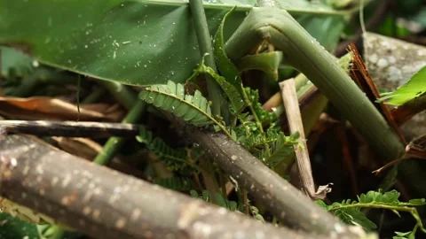 Ants move their eggs across logs that have been cut down Stock-Footage 232745284