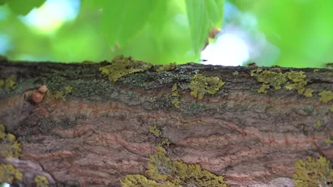 Ants move on a tree 4K Stock Footage 292833520
