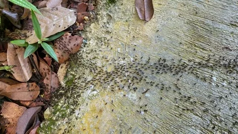 The ants movement on floor. Stock Footage 162555852