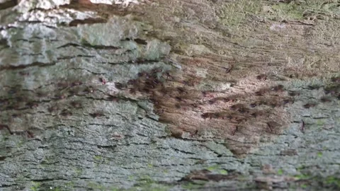 Ants moves on a tree (without editing) Video stock 161078585