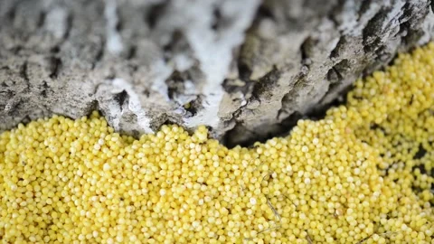 Ants moves the yellow balls of millet around the tree trunk. Stock Footage 142262853