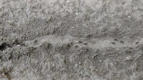 Ants moving along a certain path Stock Footage 197059963