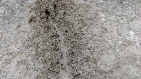 Ants moving along a certain path Stock-Footage 197059964