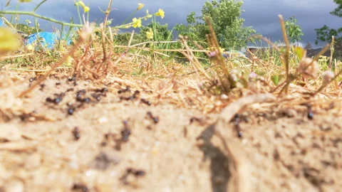 Ants moving along the dry, sandy ground with scattered plants Video stock 311988396