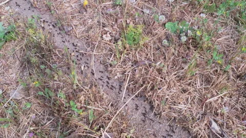 Ants moving along the dry, sandy ground with scattered plants Stock Footage 311992147