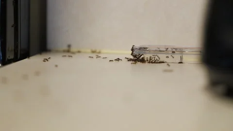 Ants moving along indoor surface near wall. Concept of pest infestation. Close Stock Footage 334062725