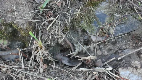 Ants moving along a path Stock Footage 217026674