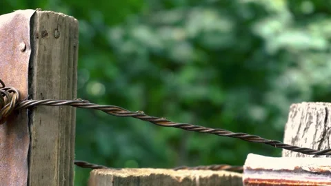 Ants moving to another side on a rustic metal in rural area Stock Footage 322118082