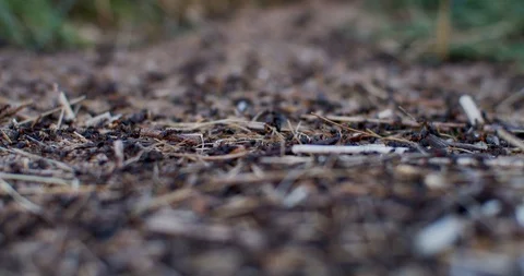 Ants moving in anthill close up.  Stock Footage 109396098