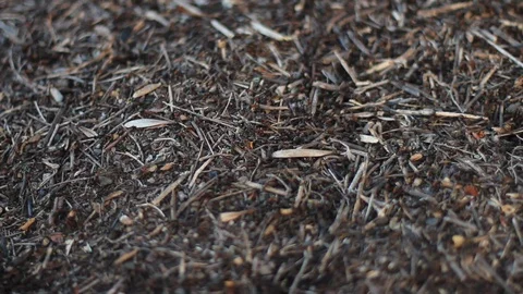 Ants moving in the anthill Видео 130052410