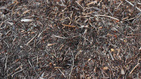 Ants moving in the anthill Stock Footage 130052514