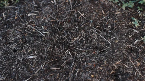 Ants moving in the anthill Stock Footage 130052518