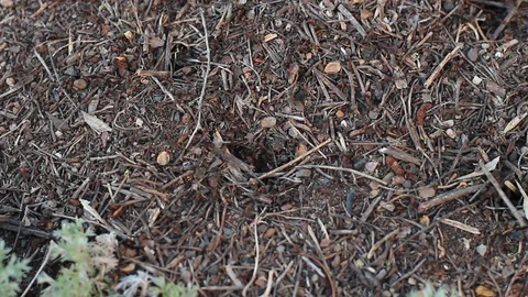 Ants moving in the anthill Stock Footage 130052530