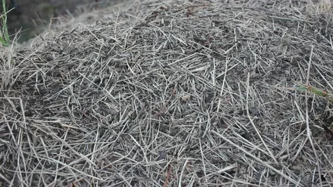 Ants moving in the anthill Stock Footage 210015834