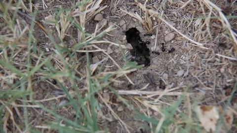 Ants Moving Around the Anthill  動画素材 110772213