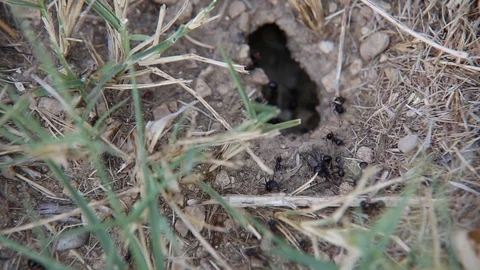 Ants Moving Around the Anthill 動画素材 110772582