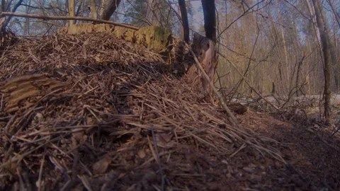 Ants moving around the anthill Stock-Footage 135447701