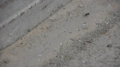 Ants moving on asphalt close up Vidéo 161157988