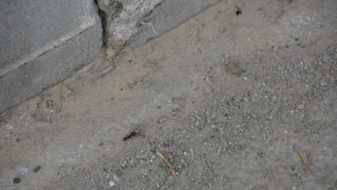 Ants moving on asphalt close up Видео 161157990