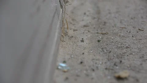 Ants moving on asphalt close up Vidéo 161158012