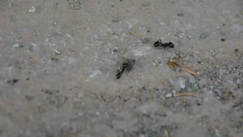 Ants moving on asphalt close up Vidéo 161158017