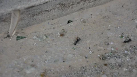 Ants moving on asphalt close up Vidéo 161158031