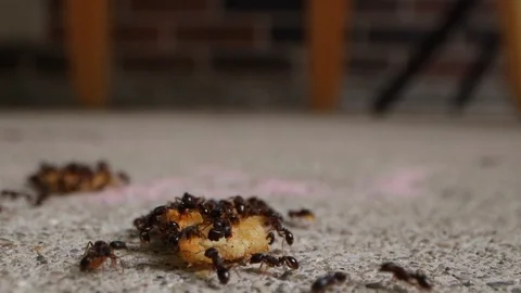 Ants Moving CheezIt 库存影片 112759972