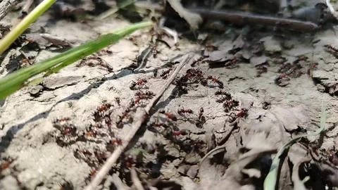 Ants Moving in Colony Close-up Video stock 308446519