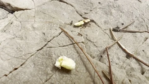 ANTS MOVING CRACKER ON ROCKS 2 Stock Footage 202174825