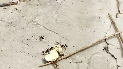 ANTS MOVING CRACKER ON ROCKS Stock Footage 202174901