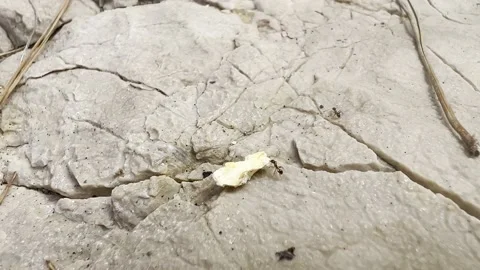 ANTS MOVING CRACKER ON ROCKS Stock Footage 202174940