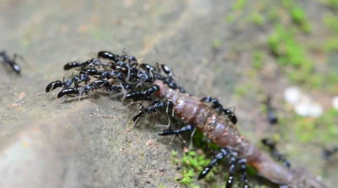 Ants moving the dead worms. HD Stock-Footage 43292178