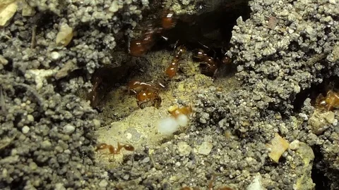 Ants moving eggs of ant's nest. Stock Footage 78108737
