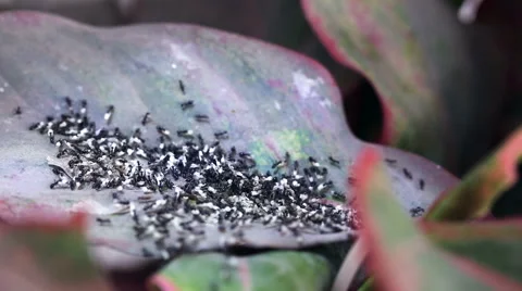 Ants moving the eggs. Stock-Footage 61287566