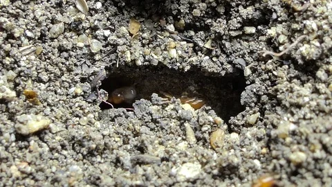 Ants moving eggs. Stock Footage 78109324