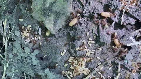 Ants moving eggs panic mode Video stock 239195850