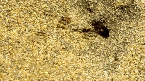 Ants moving extremely fast as they build an ant mound in sandy ground, 4K 30p Stock Footage 75393428
