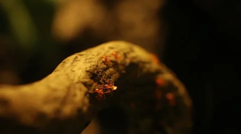 Ants moving 库存影片 12757369