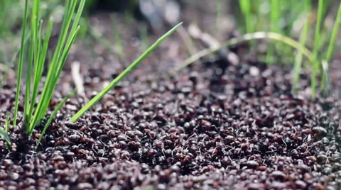 Ants moving Stock Footage 39583766