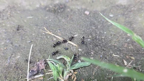 Ants Moving on Ground Close-Up Macro Stock Footage 336387491