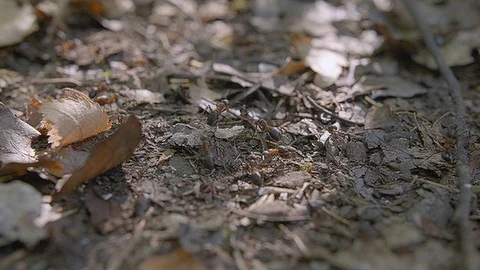 Ants moving on the ground Stock Footage 92641543