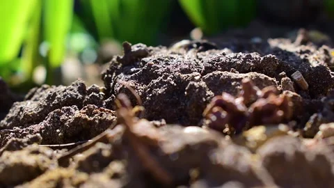 Ants moving on the ground. Stock Footage 146278648