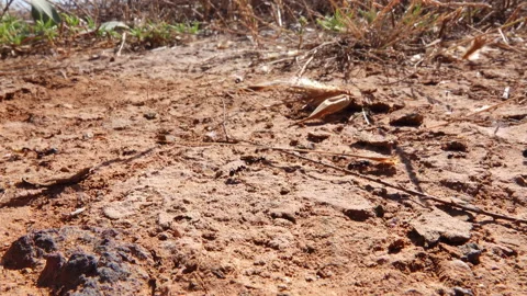 Ants Moving Macro Stock Footage 134525395